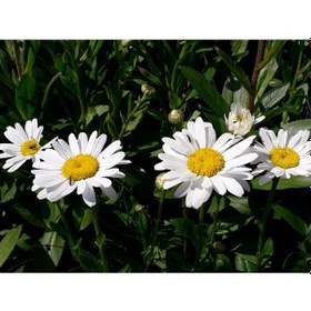 Resim Beyaz Papatya Çiçeği 3 Adet - Saksıda Çok Yıllık 