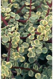 Resim serada decor & plant Portulaca Afra Variegata (alacalı Fil Azığı) Sukulent Bitki 