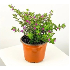 Resim Thebestonline Kufeya Çiçeği, Saksıda 