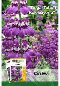 Resim 100 Adet Mor-beyaz Çin Evi Çiçek Tohumu Collinsia Heterophylla 