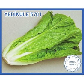 Resim Biogen Yedikule Marul Tohumu 10GR 1 Paket 