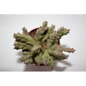 Resim Leş Kaktüs Orbea Variegat Sukulent Tekli 5,5 Cm Saksıda 