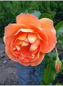 Resim Videolu Turuncu Pompon Gül Fidanı 10-15 Cm Saksılı/Tüplü Yediveren Gül Aşılı Güller (Orange Rose) 