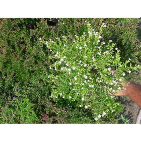 Resim Kufeya -cennet Çiçeği Mix Pembe-beyaz 20 Adet 