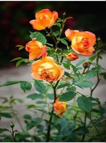 Resim Videolu Turuncu Sarmaşık Gül (25 35 Cm) Tüplü Aşılı Gül Orange Rose 