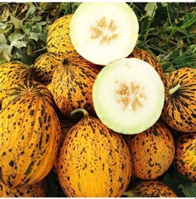 Resim Organik Manisa Kırkağaç 637 Kavun Tohumu 2 Gram 1 Set 