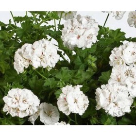 Resim Beyaz Sardunya Çiçeği Saksıda 20 - 30 Cm 10 Adet 