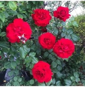 Resim Videolu Kırmızı Kokulu Yediveren Gül Fidanı (30 60 Cm) Saksılı 1 Adet Aşılı Gül Red Rose 