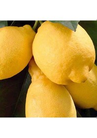 Resim Tüplü Aşılı Enterdonat Limon 2 Yaş Boy 90-110 Cm 