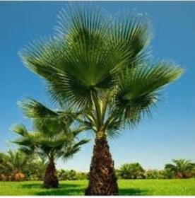 Resim 5 Adet Tohum Organik Hobi Bahçe Uzun Rabusta Uzun Sahil Palm 
