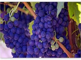 Resim Ahşap Tablo Dalında Şaraplık Kara Üzümler 