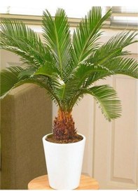 Resim Cycas Ağacı Tohumu Sikas Ağacı Tohumu Revoluta Süs Ağacı 3 Adet Dev Tohum 