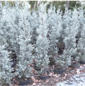 Resim Mavi Selvi Cupressus Arizonica 200cm 