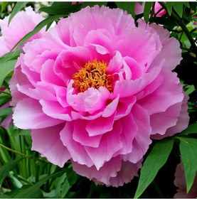 Resim Peonies Festiva Maxima Pink Şakayık Çiçeği Yumrusu 1 Adet N11.129 