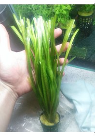 Resim Dev Saz Vallisneria 1 Saksı Akvaryum Bitkisi Akvaryum Bitkileri 1 Bağ-Saksı 