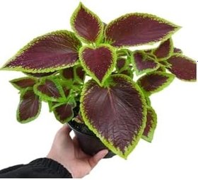 Resim Yaprak Güzeli Kalyos Çiçeği 