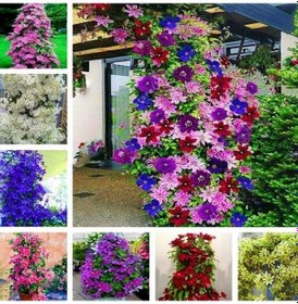 Resim Multi Çiçekli Soğuklara Dayanıklı Mixed Clematis Orman Asması Çiçeği Fidanı Paketi 3 Adet 