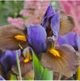 Resim Golden Beauty İris Süsen Soğanı 5 Adet 