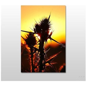 Resim Kaktüs Kanvas Tablo 80x40 