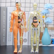 Resim 30 adet İnsan Anatomisi Modeli Kiti - Ayrılabilir İskelet ve Tam Gövde - Genç Eğitim için STEM Araçları - Çıkarılabilir Organlarla Tıp Öğretim İskelet Modeli Kiti, Bilim Sınıfı Gösterileri ve Vücut Yapısı Öğrenme Aracı için Uygun 