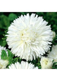 Resim Bellis Perennis Beyaz Ponpon İngiliz Çayır Papatyası Çiçeği Tohum 