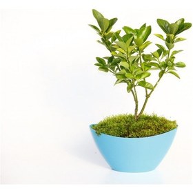 Resim Bonsai Euonymus Japonica Aurea - 3 Adet 