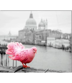 Resim Olinpa Cam Ocak Arkası Koruyucu | Güvercin 