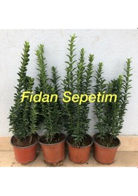 Resim 10 Adet Yeşil Sütun Taflan Fidanı 