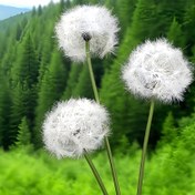 Resim 25.59 İnç Şık Yapay Karahindiba - Bakım Gerektirmeyen, Solmaya Dayanıklı Bahçe ve Veranda Dekorasyonu - Düğünler, Fotoğrafçılık Aksesuarları - Sonbahar & Kış Mevsimi İçin Mükemmel - Büyükanne Günü, Cadılar Bayramı, Şükran Günü, Noel için İdeal 