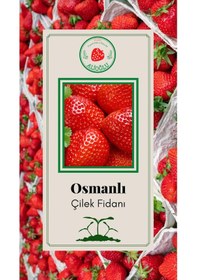 Resim 39 Adet Osmanlı Çilek Fidesi Açık Kök ve Taze Söküm (Frigo) 