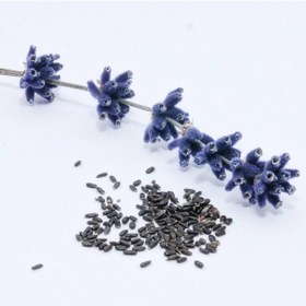 Resim Tıbbi Lavanta Tohumu Lavanta Tohumu 