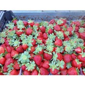 Resim 50 Adet Albion Çilek Fidesi Açık Kök Yeni Söküm 