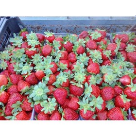 Resim 50 Adet Albion Çilek Fidesi Açık Kök Yeni Söküm 