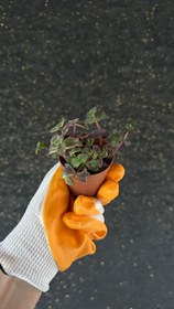Resim NuNu By Sunset Mini Sukulent - 6-10 cm 