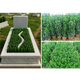 Resim Mezar - Kabir Bitki Seti - 20 Adet Yeşil Sütun Taflan Greenspire 