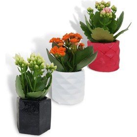 Resim Kalanchoe 3'lü Set | Dekoratif Saksıda 