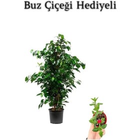 Resim Bitkim Sende Yeşil Renk Benjamin Bitkisi Sevgililer Gününe Özel Buz Çiçeği 