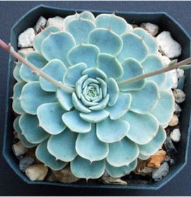 Resim Gardenbox Dev Boy Xxl Echeveria Glauca (AŞKIN GÖZYAŞI) Sukulent Bitki 