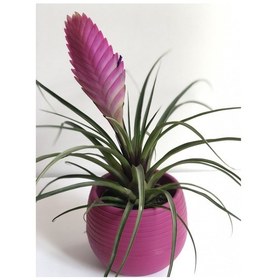 Resim Tillandsia - Hava Çiçeği 5084 