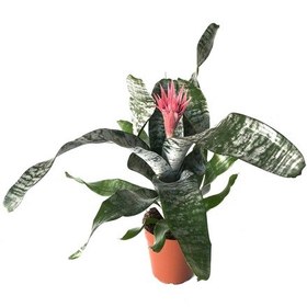 Resim Aechmea Fasciata (Kupa Çiçeği) Ø14 CM Y45-50 CM 