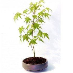Resim Bonsai Japon Akçaağacı Acer Palmatum Gri Saksıda 3 Adet 