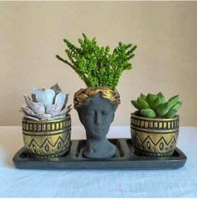 Resim Echeveria 3'lü Sukulent Seti | Helen Siyah & Gold Seri 