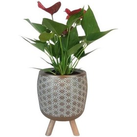 Resim Mini Antoryum Gold Motif Desen Saksıda Flamingo Çiçeği 