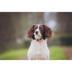 Resim Hype Store Chuckit! Fetch Medley (Gen 2) 3'lü Köpek Oyun Topu Seti (Küçük Boy) 