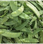 Resim Doğal Geleneksel Yaprak Bezelye Fidesi 5 Adet 