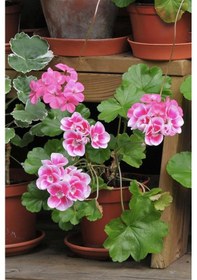 Resim Pembe Top Sardunya Çiçeği 