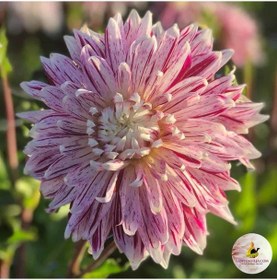 Resim Avignon Dahlia İri Çiçekli Yıldız Çiçeği Yumrusu (1 Adet) 