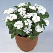 Resim Vinca Rosea Pure White Rozet Çiçeği Tohumu 20 Tohum Diğer