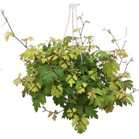Resim Cissus Rhombifolia 'ellen Danica' 