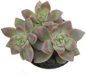 Resim Graptosedum Calıfornıa Sunset Sukulent 